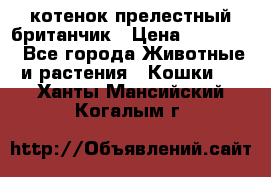 котенок прелестный британчик › Цена ­ 12 000 - Все города Животные и растения » Кошки   . Ханты-Мансийский,Когалым г.